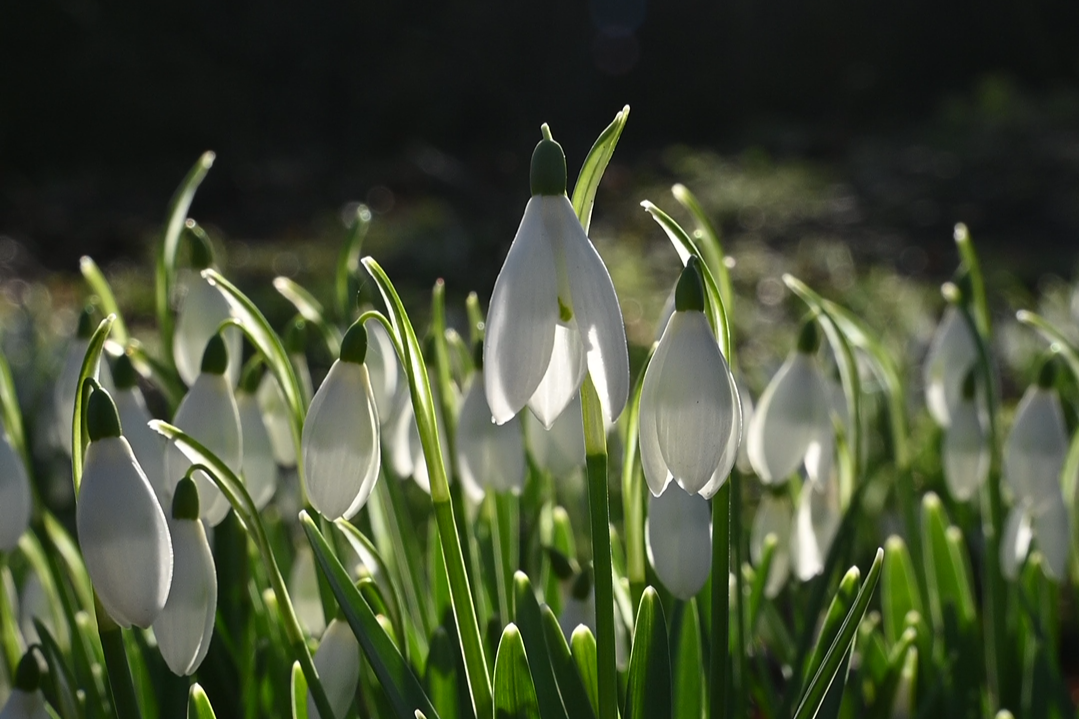 Why Wildflowers Matter: The Role of Native Plants in Conservation