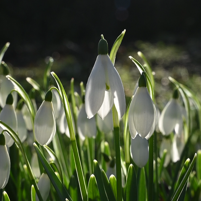 Why Wildflowers Matter: The Role of Native Plants in Conservation