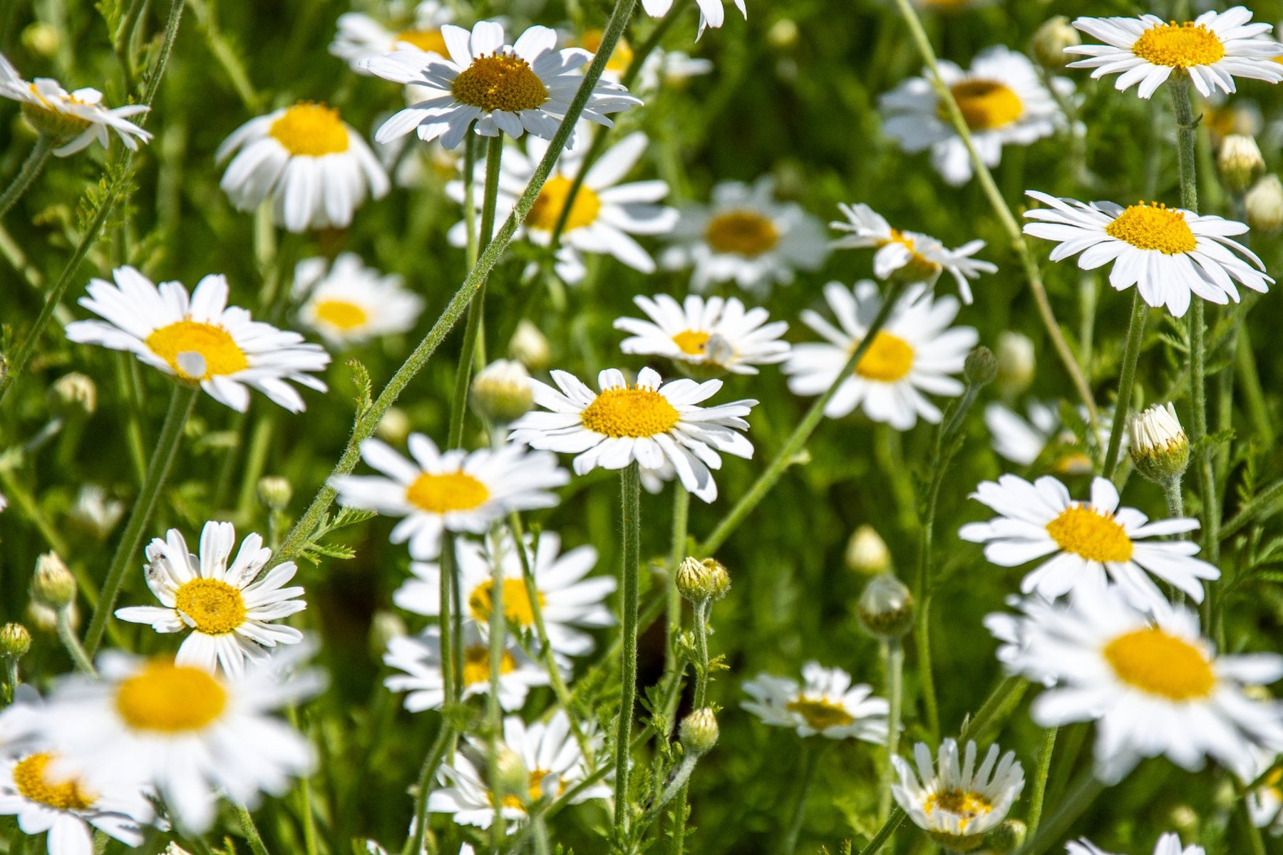 Why Buy Wildflower Seeds?