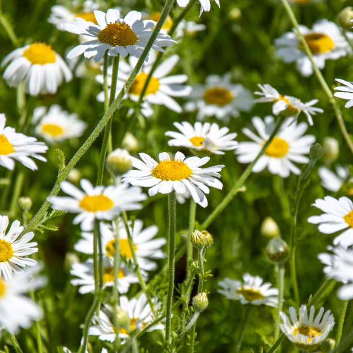 Why Buy Wildflower Seeds?