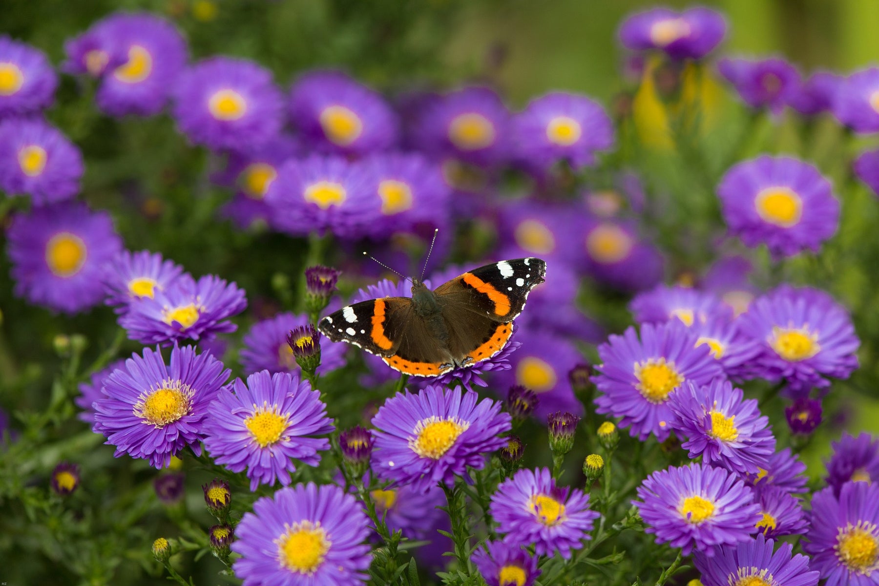 Why is Biodiversity Important?
