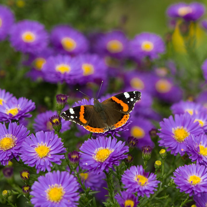 Why is Biodiversity Important?