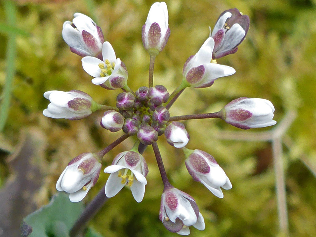 Rare Wildflowers of The Cotswolds