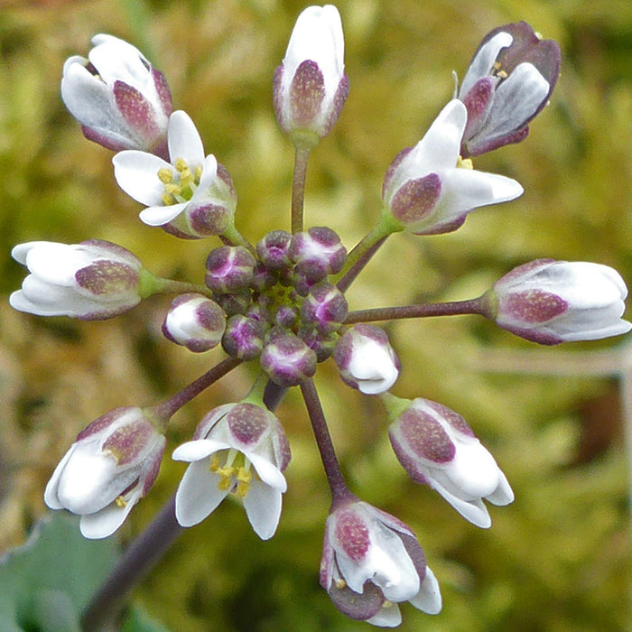 Rare Wildflowers of The Cotswolds