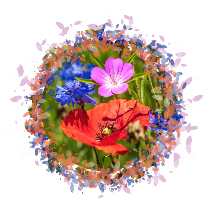 Annual Bloom - British 100% Wildflower Seeds Mix