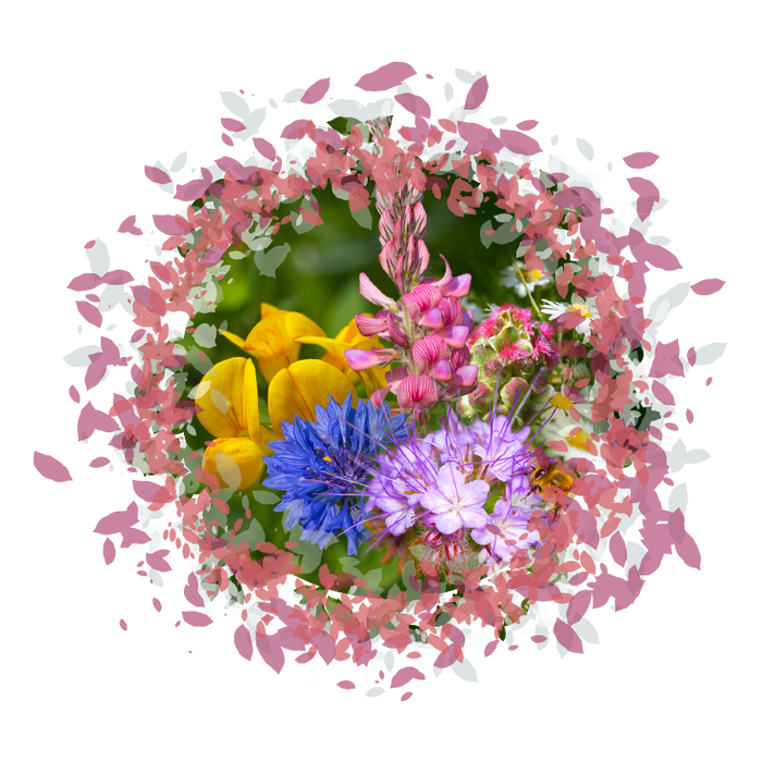 Marvellous Meadow - British Wildflower Seeds Mix
