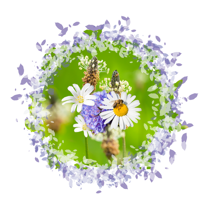 Shade Splendour - British Wildflower Meadow Seeds Mix