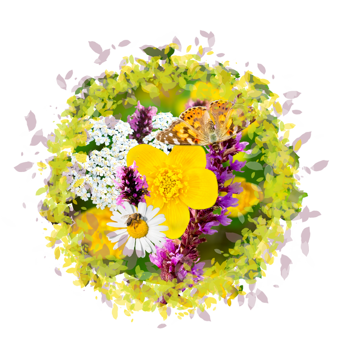 Wetland Wonder - British Wildflower Meadow Seeds Mix