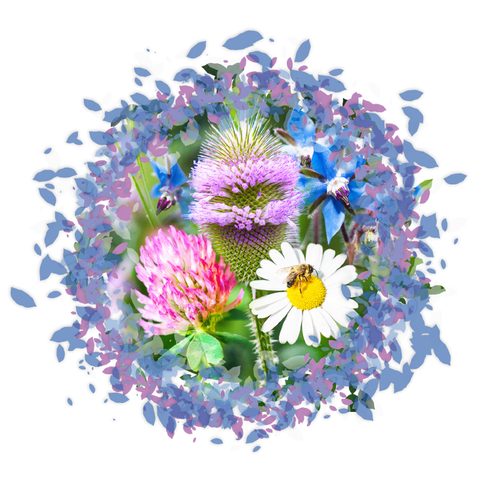 Pollinator Paradise - British 100% Wildflower Seeds Mix
